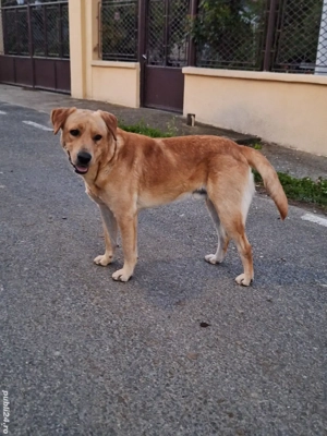 Adoptie de urgenta - Labrador