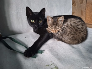 Preluare pisici cu acces in interior