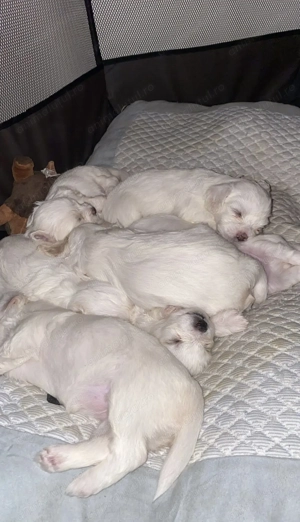 Dau pui de bichon  - imagine 2