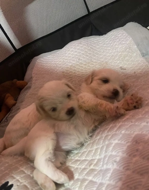 Dau pui de bichon  - imagine 5
