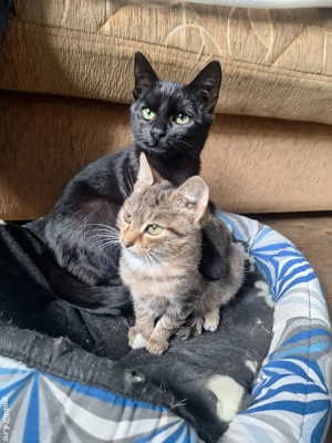 Preluare pisici cu acces in interior - imagine 4