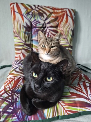 Preluare pisici cu acces in interior - imagine 3