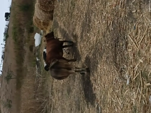 4 vaci si 1 taure de vânzare 