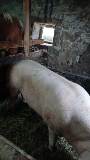 Vand sau schimb  - imagine 5