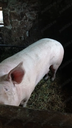 Vand sau schimb  - imagine 4