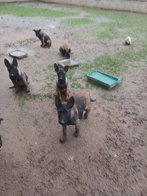 Ciobănesc Belgian Malinois - imagine 3