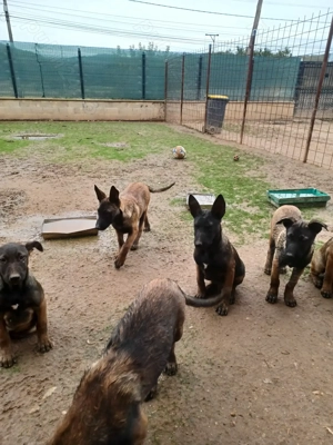 Ciobănesc Belgian Malinois - imagine 2