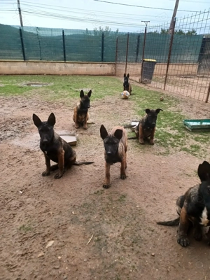 Ciobănesc Belgian Malinois - imagine 5