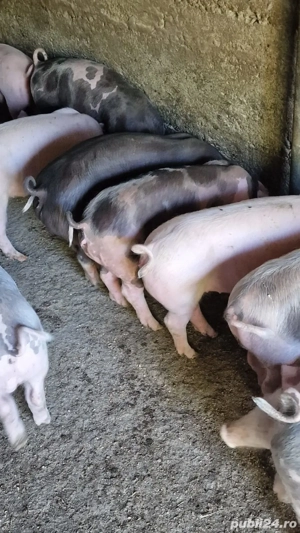 Vând grasuni - imagine 4