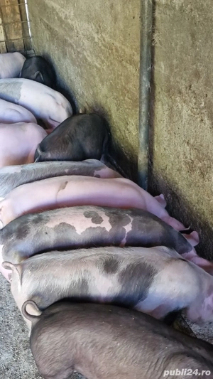 Vând grasuni - imagine 3