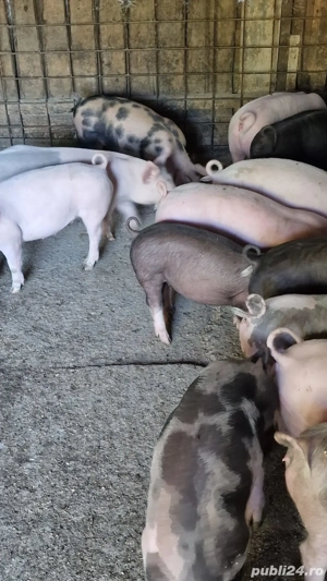 Vând grasuni - imagine 5