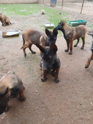 Ciobănesc Belgian Malinois - imagine 9
