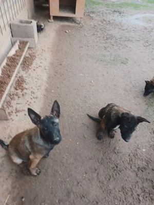 Ciobănesc Belgian Malinois - imagine 6