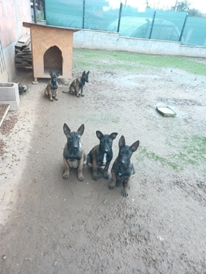 Ciobănesc Belgian Malinois - imagine 10
