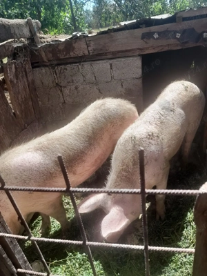 Vand porcii de carne  - imagine 2