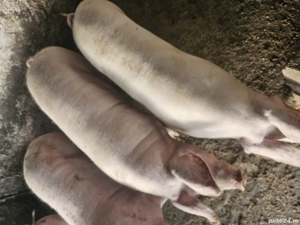 porc de vanzare  - imagine 3 porc de vanzare  - imagine 3