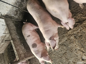 porc de vanzare  - imagine 5 porc de vanzare  - imagine 5