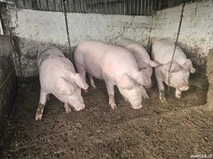 porc de vanzare  - imagine 2 porc de vanzare  - imagine 2