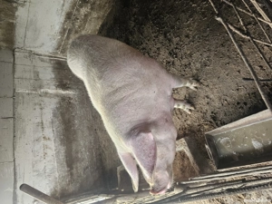 porc de vanzare  - imagine 4 porc de vanzare  - imagine 4