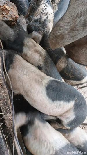 Vând purcei! - imagine 4