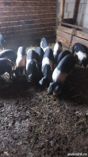 Vând purcei! - imagine 2