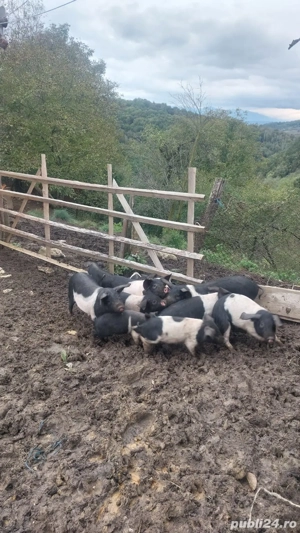 Vând purcei! - imagine 5