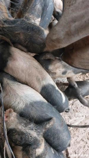 Vând purcei! - imagine 3