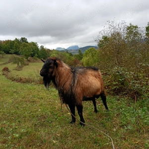 Caută alta casa!!frumos și cuminte!