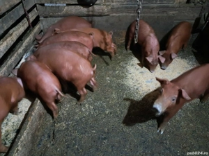 Purcei de Vinzare  - imagine 2 Purcei de Vinzare  - imagine 2