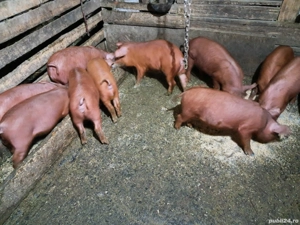 Purcei de Vinzare  - imagine 3 Purcei de Vinzare  - imagine 3