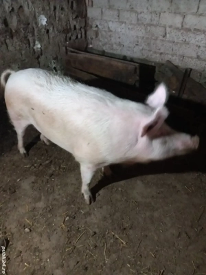 marfa pentru  craciun femela