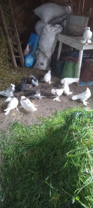 Vând porumbei de rasă încălțați!