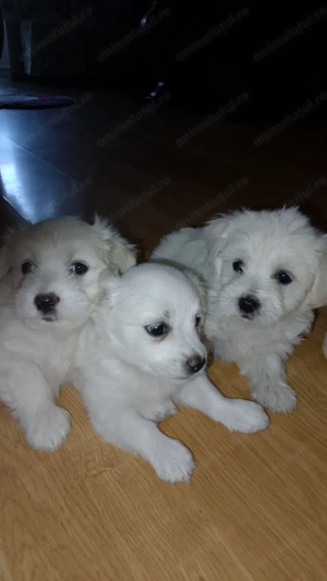 Bichoni de vânzare!