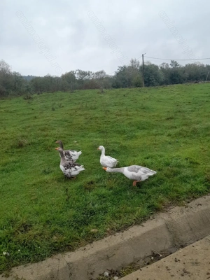 Gaste  comune 3+1 - imagine 3 Gaste  comune 3+1 - imagine 3