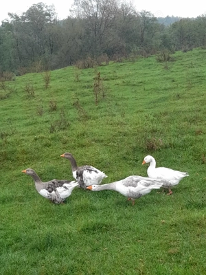 Gaste  comune 3+1 - imagine 2 Gaste  comune 3+1 - imagine 2