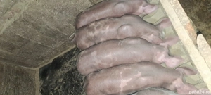 De vanzare! Rasa pietrain! - imagine 2