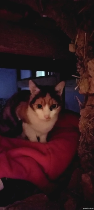 Donez pisicuța blândă și iubitoare