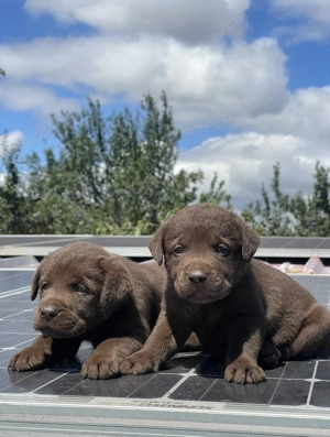 **Căței Labrador ciocolatiu** - imagine 2