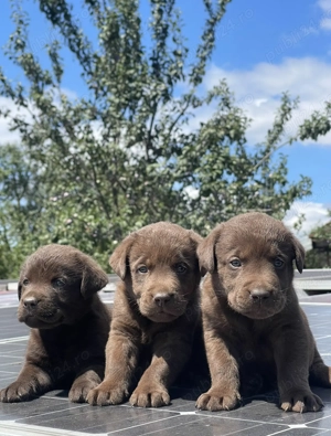 **Căței Labrador ciocolatiu** - imagine 4