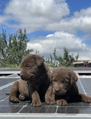 **Căței Labrador ciocolatiu** - imagine 3