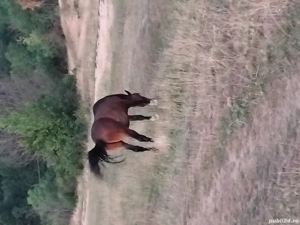 Cal rasa semi greu de 2 ani - imagine 4 Cal rasa semi greu de 2 ani - imagine 4