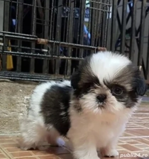 Shih-tzu talie mica