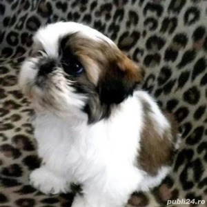 Shih-tzu talie mica - imagine 2