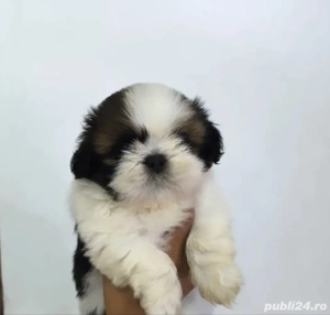 Shih-tzu talie mica