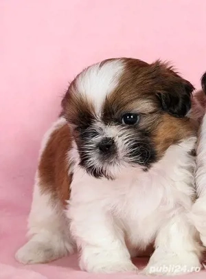 shih-tzu talie mica