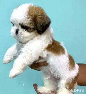 shih-tzu talie mica - imagine 2