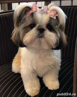 shih-tzu talie mica - imagine 2