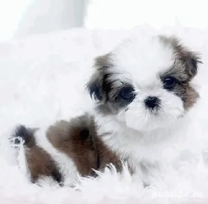 shih-tzu talie mica