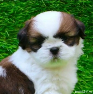 Shih-tzu talie mica - imagine 2