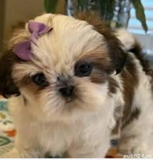 Shih-tzu talie mica